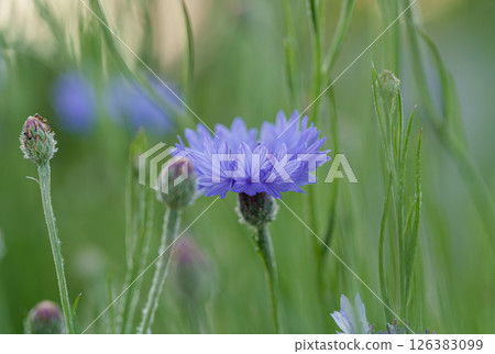 Cornflowers wet with morning dew 126383099