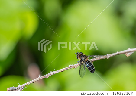 Kurohirata Arab Kurohirata Arab 126383167