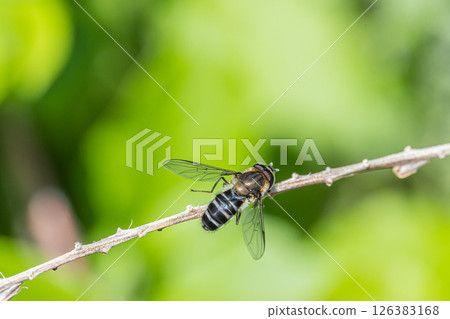 Kurohirata Arab 126383168