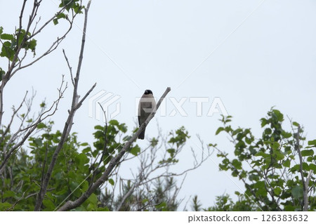 Singing Bullfinch. She has round eyes. Singing Bullfinch. She has round eyes. 126383632