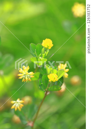 可愛的米粒草 (Kometsubutsumegusa) 126383752