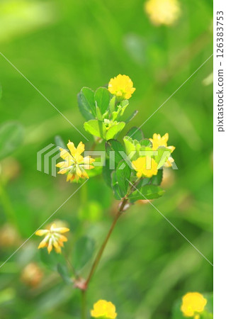 可愛的米粒草 (Kometsubutsumegusa) 126383753