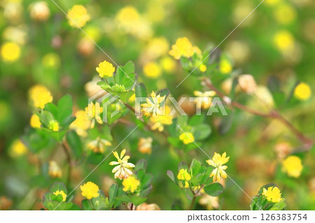 可愛的米粒草 (Kometsubutsumegusa) 可愛的米粒草 (Kometsubutsumegusa) 126383754