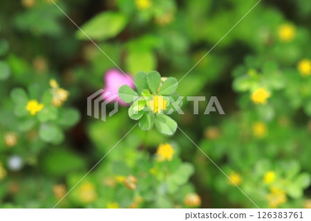 Cute rice clover (rice clover) 126383761