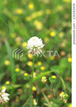 白三葉草和黃三葉草 白三葉草和黃三葉草 126383939