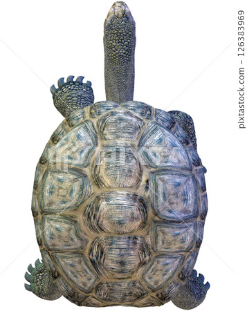 Giant tortoise 126383969