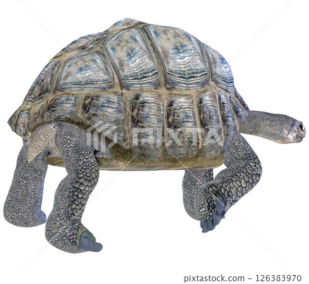 Giant tortoise Giant tortoise 126383970