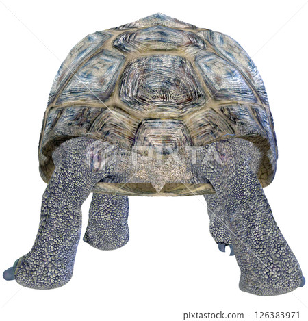 Giant tortoise Giant tortoise 126383971
