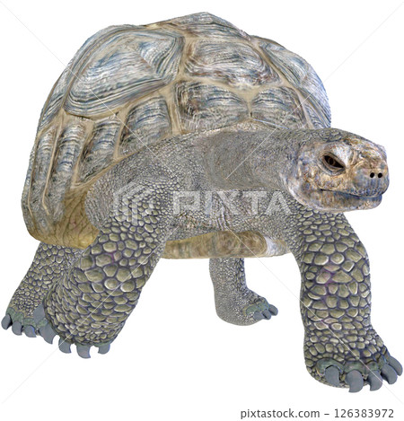 巨龜 巨龜 126383972