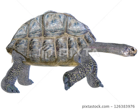 巨龜 126383976