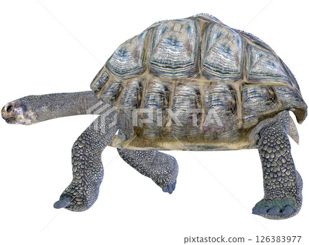 Giant tortoise 126383977