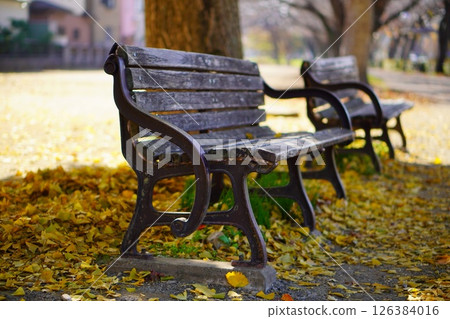 A bench under a row of ginkgo trees in autumn 126384016