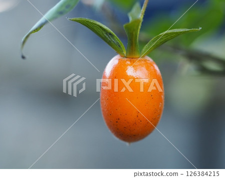 Hime-gaki, a small ornamental persimmon Hime-gaki, a small ornamental persimmon 126384215