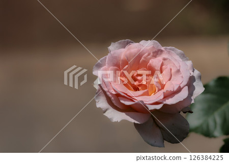 Colorful roses that heal the hearts of many people 126384225