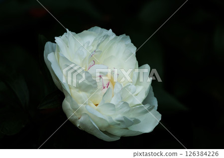 Colorful roses that heal the hearts of many people 126384226