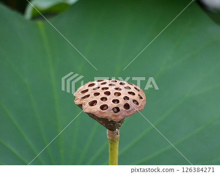 Lotus 126384271