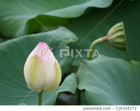 蓮花 蓮花 126384272
