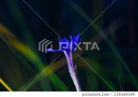 Delicate blue flower blooming amidst vibrant green foliage in a serene natural setting 126384394