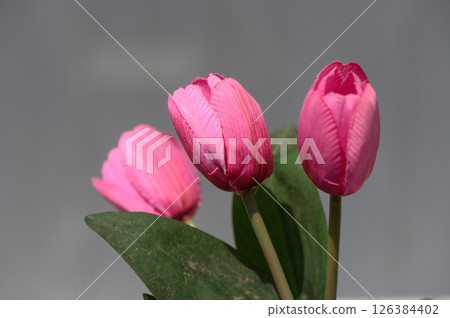 Vibrant pink tulips gracefully positioned against a soft, muted background highlighting their delicate beauty and intricate textures 126384402