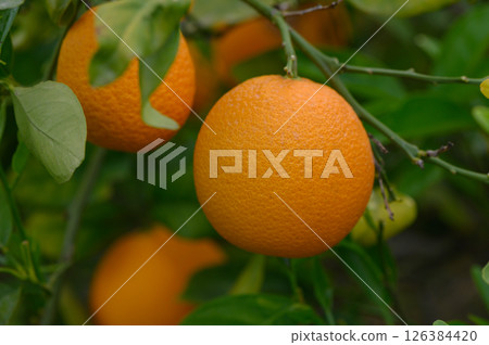 Vibrant oranges hanging on lush green branches in a sunny orchard during the warm harvest season Vibrant oranges hanging on lush green branches in a sunny orchard during the warm harvest season 126384420