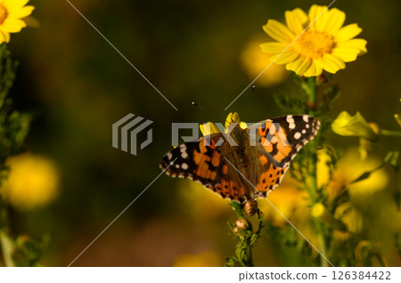 Vibrant butterfly gracefully flutters among radiant yellow flowers in a sunlit garden on a warm afternoon Vibrant butterfly gracefully flutters among radiant yellow flowers in a sunlit garden on a warm afternoon 126384422