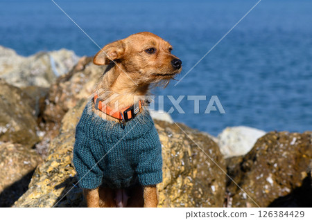 Warm-hearted pup enjoys seaside stroll on sunlit rocks by the ocean Warm-hearted pup enjoys seaside stroll on sunlit rocks by the ocean 126384429