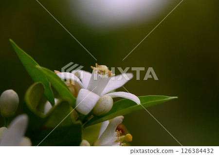 Delicate white citrus blossom captured in the warm glow of a late afternoon sun, showcasing nature Delicate white citrus blossom captured in the warm glow of a late afternoon sun, showcasing nature 126384432