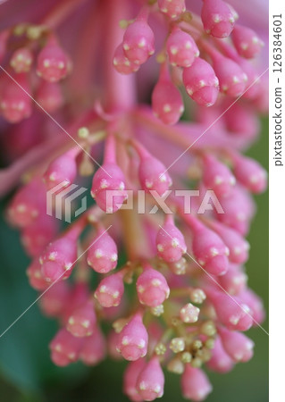 梅迪納拉·Magnifica的花蕾 梅迪納拉·Magnifica的花蕾 126384601
