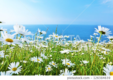 石川縣：能登半島的大海和雛菊 126384639