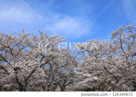 Ako Castle Ruins Park: Cherry blossoms in full bloom Ako Castle Ruins Park: Cherry blossoms in full bloom 126384672
