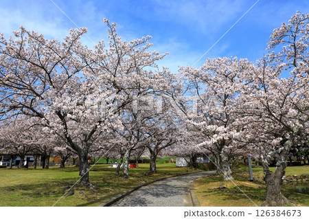 赤穗城跡公園：櫻花盛開 126384673