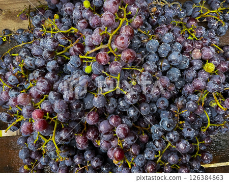 Purple grape grapes on stems in background. 126384863