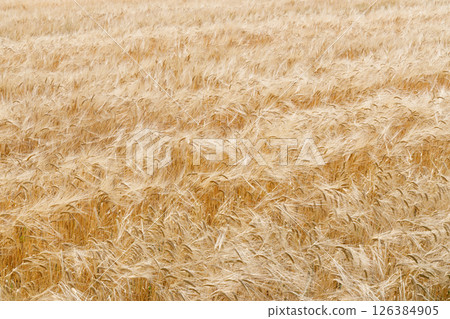 Wheat field Wheat field 126384905