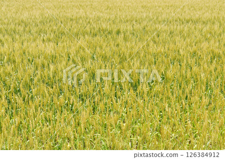 麥田 126384912