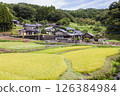 A view of golden ripe rice 126384984