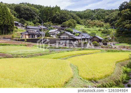 金黃成熟的稻米景象 126384984