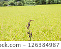 A view of golden ripe rice 126384987