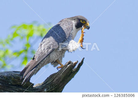 Peregrine Falcon Scratching Its Beak 126385006