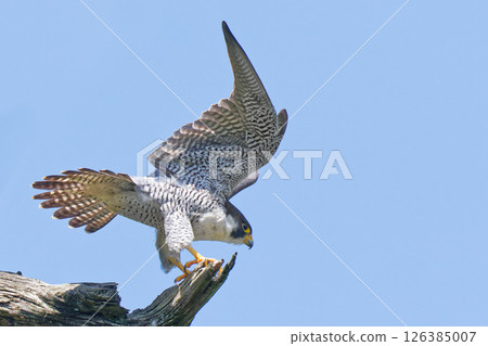 A peregrine falcon about to take off into the clear May sky 126385007