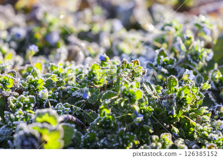 Frost 126385152