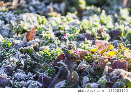 Frost 126385153