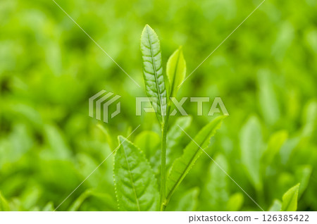 New tea buds sprout in the tea fields in early summer 126385422