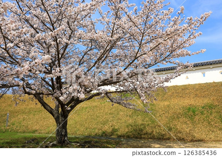 國家史蹟：赤穗城跡 126385436