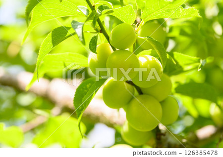 Green plums in the plum garden at Kairakuen in early summer Green plums in the plum garden at Kairakuen in early summer 126385478