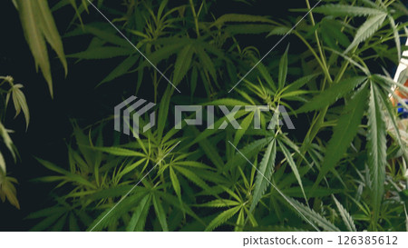 Green weed Marijuana tree cannabis plant narcotic herbal in CBC greenhouse. Hemp leaf made cannabis crude oil medicine farm. CBC, THC herb agriculture Weed leaf Drug. Medicine sustainability concept 126385612