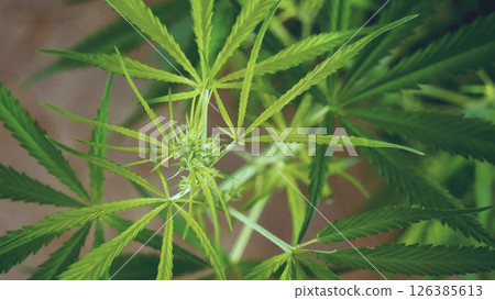 Green weed Marijuana tree cannabis plant narcotic herbal in CBC greenhouse. Hemp leaf made cannabis crude oil medicine farm. CBC, THC herb agriculture Weed leaf Drug. Medicine sustainability concept Green weed Marijuana tree cannabis plant narcotic herbal in CBC greenhouse. Hemp leaf made cannabis crude oil medicine farm. CBC, THC herb agriculture Weed leaf Drug. Medicine sustainability concept 126385613