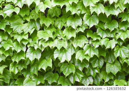 A landscape of ivy leaves 126385632
