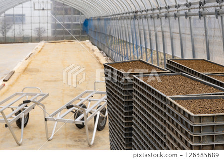 Sowing work at the rice nursery house 126385689