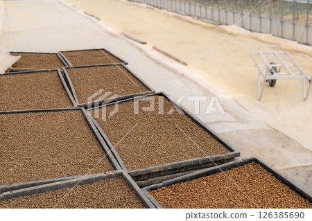 Sowing work at the rice nursery house 126385690