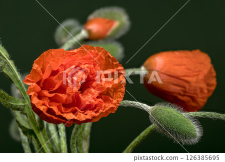 Vibrant Orange Poppies and Fuzzy Buds on Dark Green Vibrant Orange Poppies and Fuzzy Buds on Dark Green 126385695